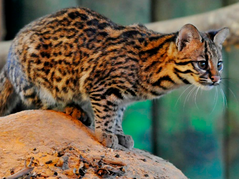 Gato_Image